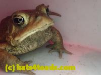 /home//u458753944/public_html/sourcegallery//Roxborough Toad Detour/2013-2019/2017/P4100640.JPG